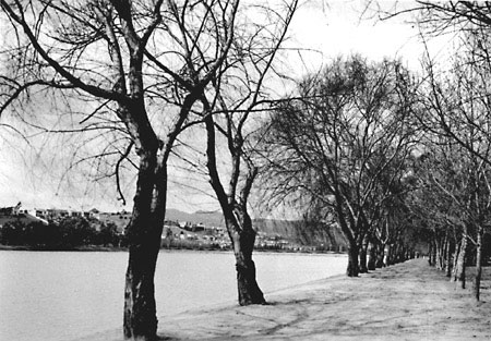 Tree Lined Path