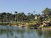 palms reflecting in the water