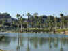 palms reflecting in the water