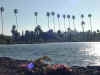 palms reflecting in the water